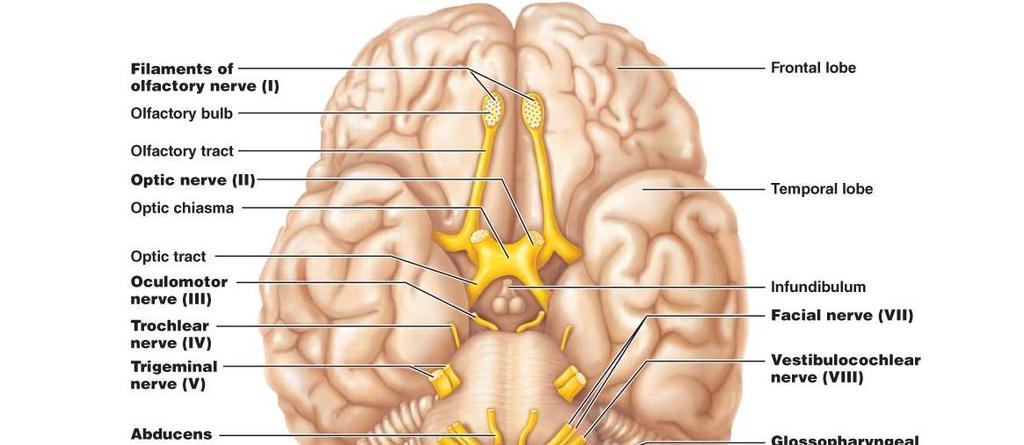 V. Cranial nerves: 12 pair, all except vagus serve the head and neck only A. Olfactory (I) B.