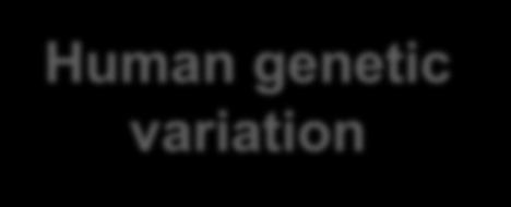 Human genetic
