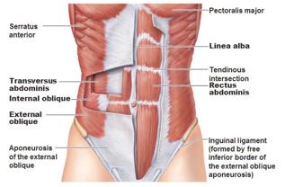 What is your core? The Core Explained Your core is made up 29 muscles some of which include your Transverse Abdominis (TVA), Internal and External Obliques, and Rectus Abdominis.