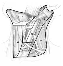 bone Anterior: stylohoid muscle Posterior: posterior border of sternocleidomastoid muscle Sites drained Oral cavity, nasal cavity, nasopharynx, oropharynx, hypopharynx, larynx, parotid gland Level II