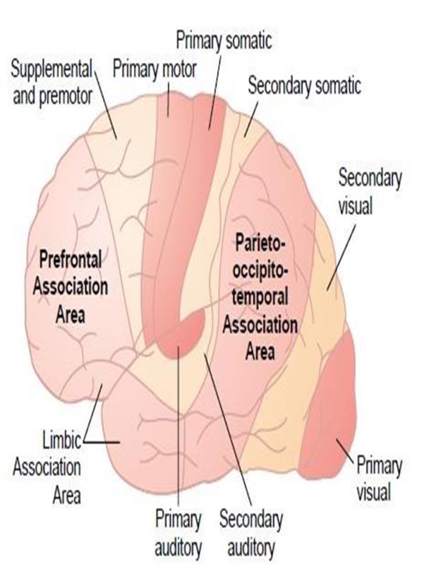 There are three type of functional area of cerebral cortex ONLY IN MALES SLIDES primary motor& sensory areas Secondary areas Association area primary motor areas have direct connections with specific