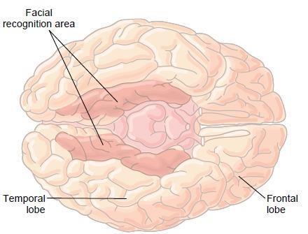 Prefrontal area Is the anterior pole of frontal lobe. It contributes in the following functions: 1. Planning of complex pattern of movements. 2.