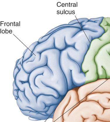 Frontal lobe The Frontal Lobe of the brain is located deep to the Frontal Bone of the skull. It plays an integral role in the following functions: 1. Memory Formation 2. Emotions 3. Decision Making 4.