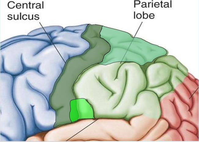 Parietal lobe cortical regions Primary somatosensory cortex (postcentral gyrus) Site involved with processing of tactile and proprioceptive information.