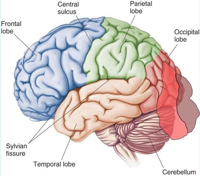 Occipital lobe The Occipital Lobe of the Brain is located deep to the Occipital Bone of the Skull. Its primary function is the processing, integration, interpretation, etc.