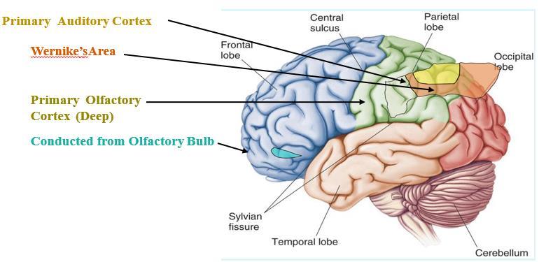 Temporal lobe The Temporal Lobes are located on the sides of the brain, deep to the Temporal Bones of the skull. They play an integral role in the following functions: A. Hearing. B. Organization/Comprehensin of language C.