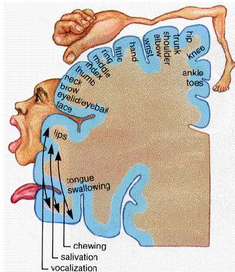 ONLY IN MALES SLIDES Primary motor cortex This graphic representation of the regions