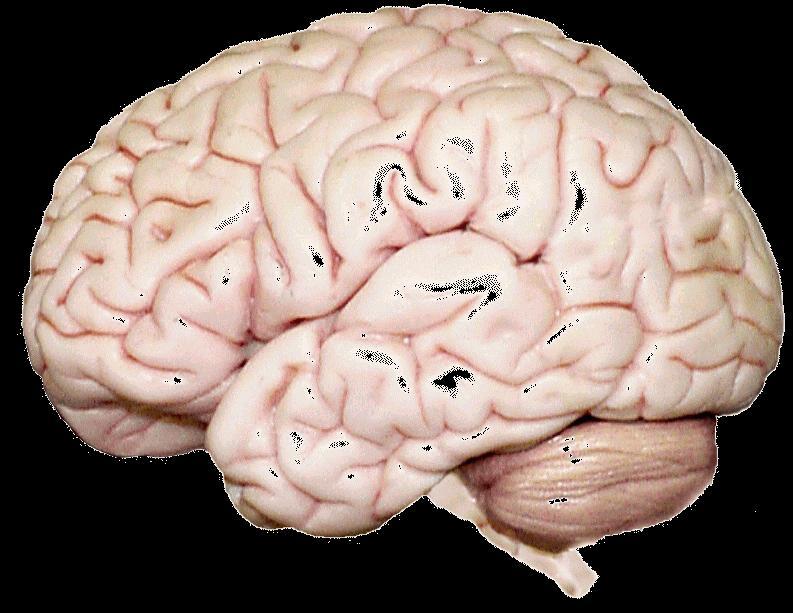 Introduction ONLY IN MALES SLIDES The cerebrum is the largest part of the brain with two hemisphere, linked by commissural fibres of corpus callosum.
