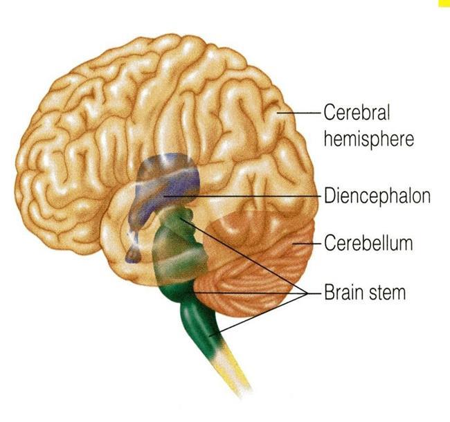 ONLY IN FEMALES SLIDES Overview of the brain Component of the brain Cerebellum Telencephalon Diencephalon Brainstem Basal Ganglia Cerebrum Hypothalamus Thalamus Medulla Pons Midbrain