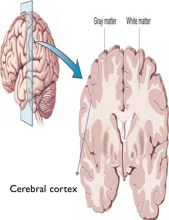 ONLY IN FEMALES SLIDES Cerebral cortex Cerebral cortex is the outermost layer of gray matter making up the superficial aspect of the cerebrum.