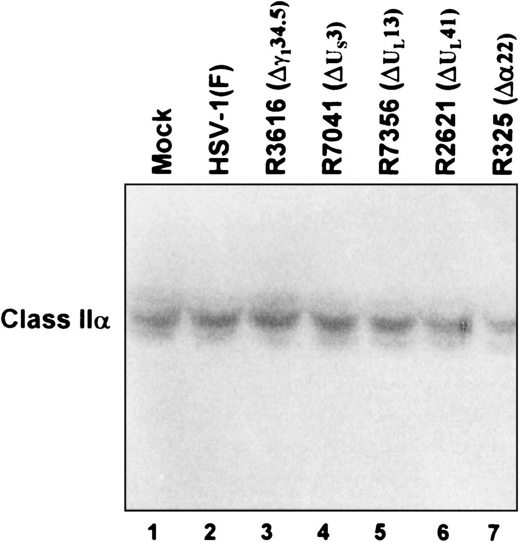 VOL. 76, 2002 CELL SURFACE MHC CLASS II PROTEIN REGULATION 6979 FIG. 5. Phosphorimage of electrophoretically separated cell lysates reacted with antibody recognizing MHC class II chains.