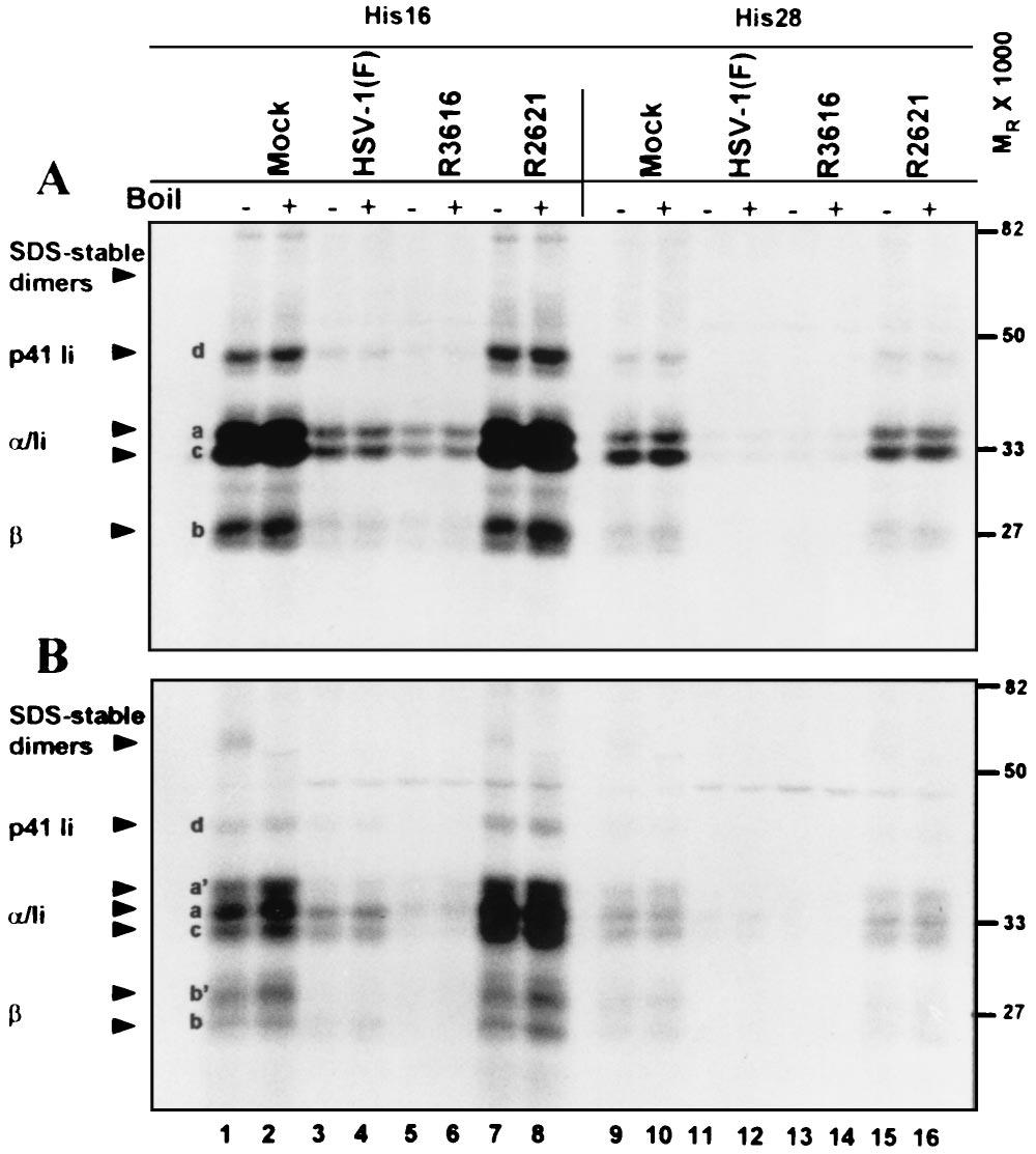 6980 TRGOVCICH ET AL. J. VIROL. FIG. 7. Autoradiographic image of electrophoretically separated MHC class II complexes immunoprecipitated with antibody DA6.