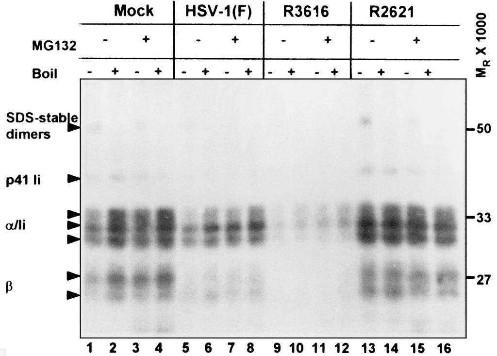 VOL. 76, 2002 CELL SURFACE MHC CLASS II PROTEIN REGULATION 6981 FIG. 8. Autoradiographic image of electrophoretically separated MHC class II complexes immunoprecipitated with antibody DA6.
