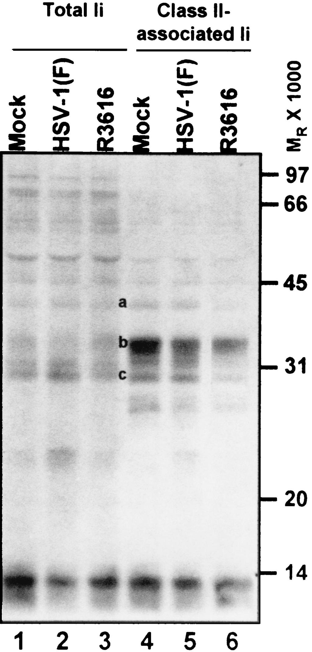 Replicate 25-cm 2 flask cultures of His16 (A) and His28 (B) cells were incubated in the presence of [ 35 S]methionine for 2 h immediately preceding infection to label cellular proteins.