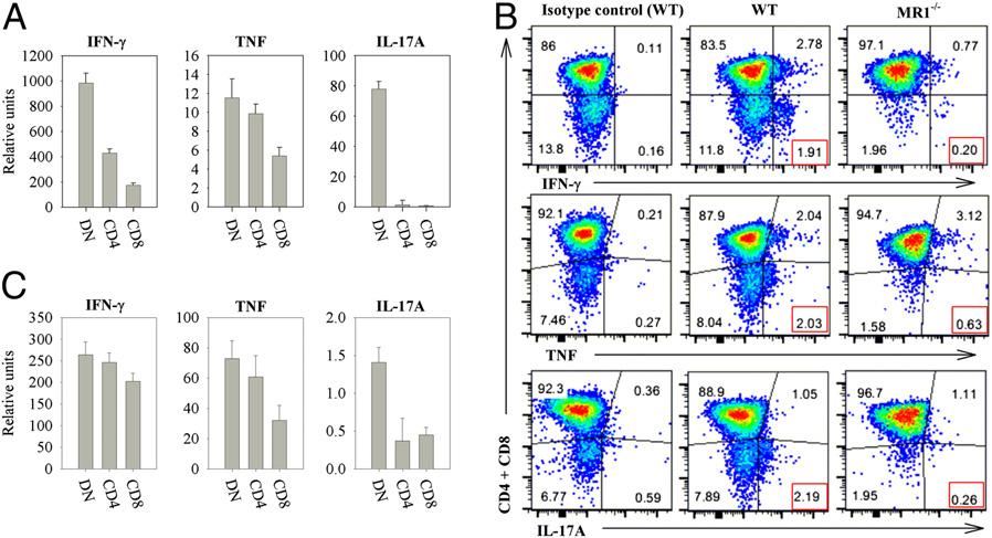 Fig. 5. MAIT cells produce robust levels of critical cytokines in the lungs of WT mice at different stages of pulmonary infection of F. tularensis LVS.