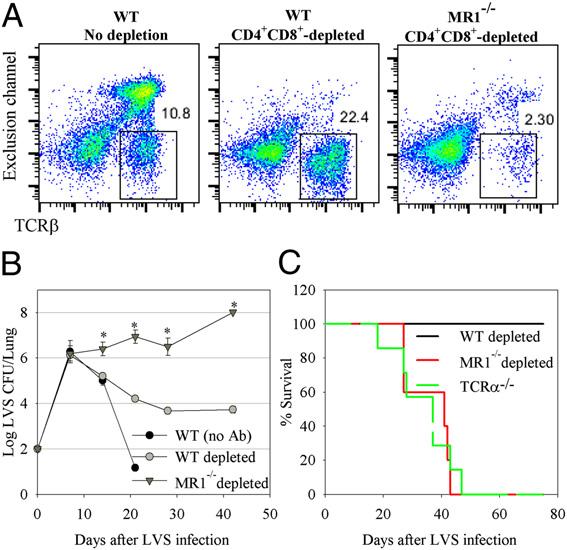 Fig. 8. MAIT cells maintain a long-term chronic F. tularensis LVS infection in the absence of CD4 + and CD8 + T cells.