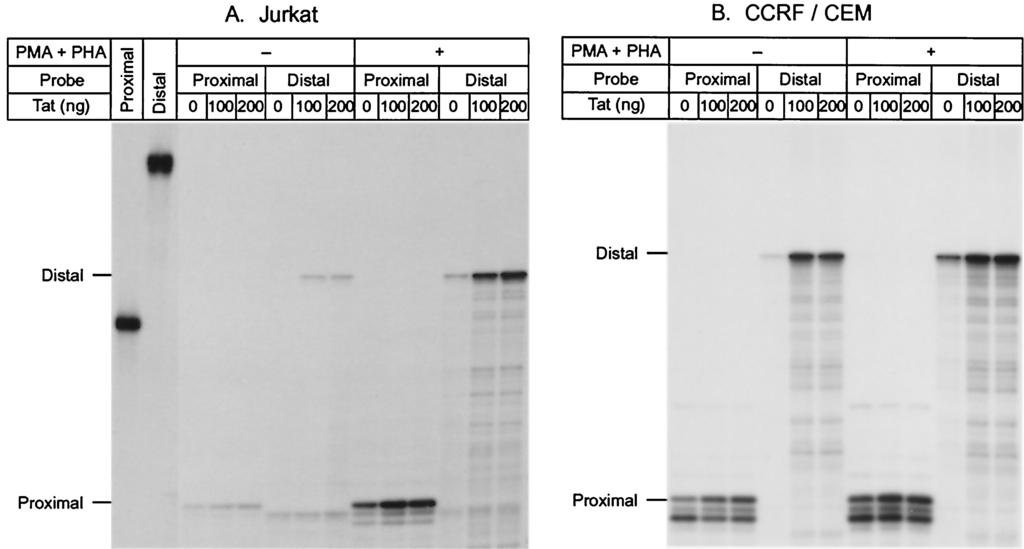 Cells were treated 24 h posttransfection with PMA (50 ng/ml) and PHA (10 g/ml) for a further 24 h.