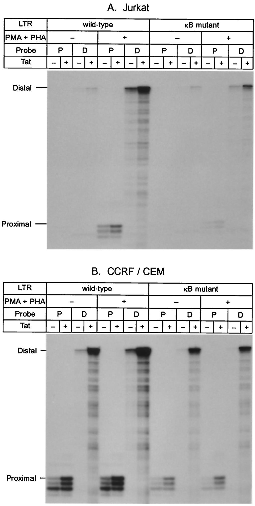 VOL. 75, 2001 NF- B p65 STIMULATES TRANSCRIPTIONAL ELONGATION 8529 FIG. 5. Western blot analysis of levels of the CDK9 and CycT1 proteins in Jurkat and CCRF/CEM cells after stimulation by PMA and PHA.