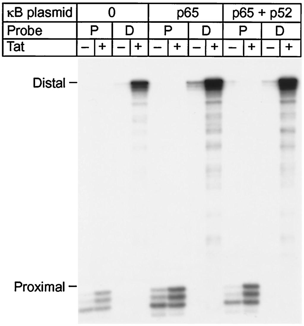 2 g of the p65-expressing plasmid, or with a combination of 0.6 g each of the p65- and p52-expressing plasmids.