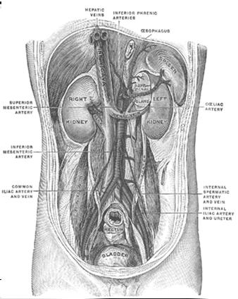 REGIONAL LYMPH NODES Left testicle drains primarily to the paraaortic lymph nodes Right testicle drains primarily to the inter aortocaval lymph nodes http://www.cancer.