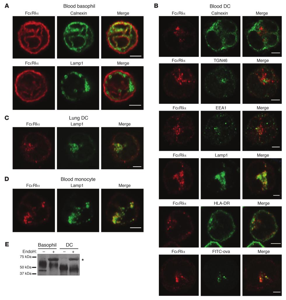 research article Figure 2 FcεRI is localized in the lysosomes of DCs and monocytes.