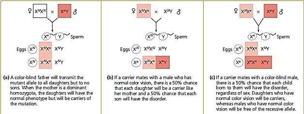 Gene linkage genes located on the same chromosome are inherited together Sex-linkage Sex