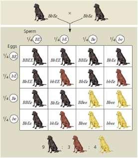 Effects of one gene are modified by one or several other genes Two genes affect coat color B black, b brown, E pigment deposited, e no pigment Examples: