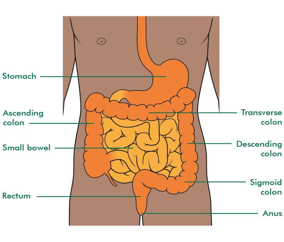 The bowel The bowel is part of the digestive system, which breaks down and absorbs food so that the body can use it. It has two parts, the small bowel and the large bowel.