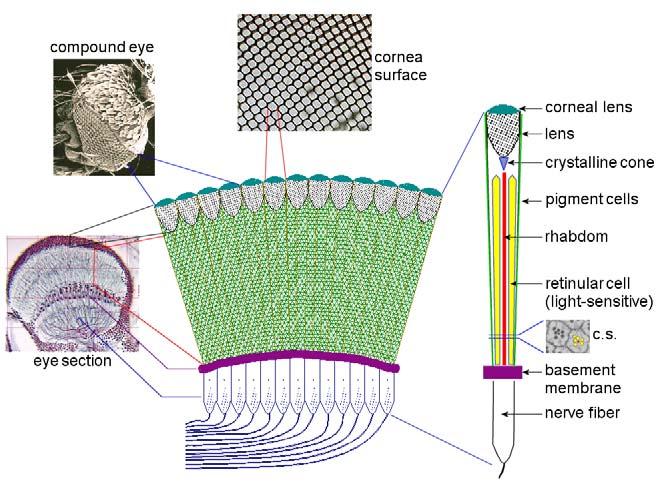 Structure of the compound eye one ommatidium (showing facets of ommatidia) crystalline cone crystalline cones retinula cell x-sec nerve fibers (7-8 per unit) APPOSITION-TYPE EYE retinula cell (of 8)