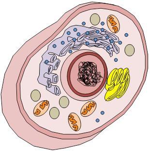 The cell pictured above most likely came from which of the following organisms? human plant bacterium fungus 38. Dr.