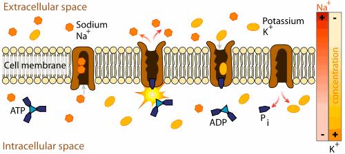 8. The sodium-potassium pump, shown below, is a mechanism that allows cells to pump sodium ions into a cell and potassium ions out of a cell, against a concentration gradient (i.e., from a low concentration to a high concentration).