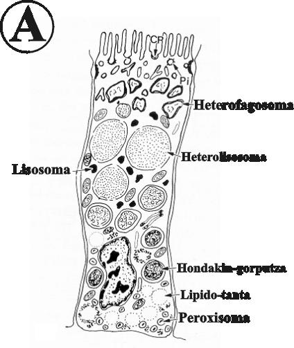 Liseri-albeoloen epitelioan nagusiki 2 zelula-mota aurkitu dira, liseri-zelulak eta zelula basofilikoak (Owen, 1972) (2. eta 5. Ird.). Liseri-zelulak (5. eta 6. Ird.) azidofilikoak dira.