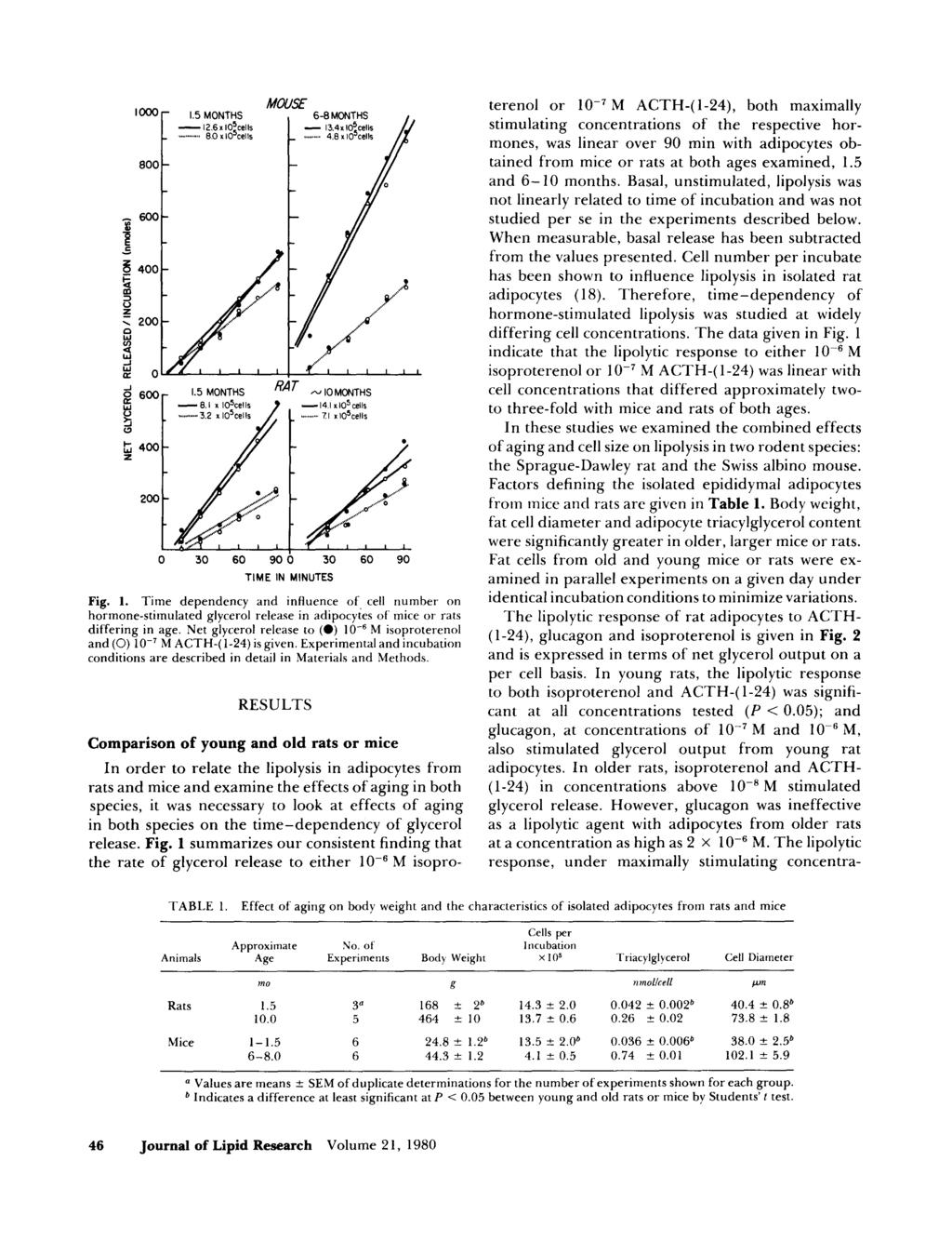 0 30 60 90 0 30 60 90 TIME IN MINUTES Fig. 1. Time dependency and inhuence of, cell number on hormone-stimulated glycerol release in adipocytes of mice or rats differing in age.
