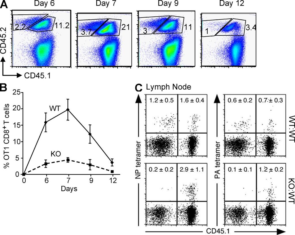 Ar ticle Figure 2. Bcl11b-deficient CD8+ T cells have a defect in expansion during the immune response to Lm-Ova and influenza infection.