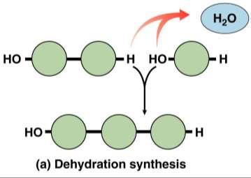 Carbon Bonding Dehydration