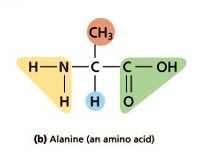 Proteins Amino acids are the monomers that makeup proteins.