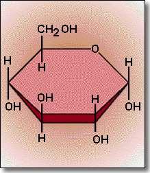 Carbohydrates Monosaccharides are single sugar molecules.