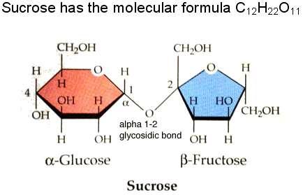 Carbohydrates Disaccharides consist of two sugars linked together.