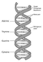 Nucleic Acids When several nucleotides join by covalent bonds, a polynucleotide is formed.