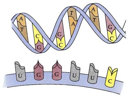 Nucleic Acids The two kinds of nucleic acids are: A.