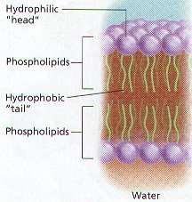 Lipids The hydrophilic head is