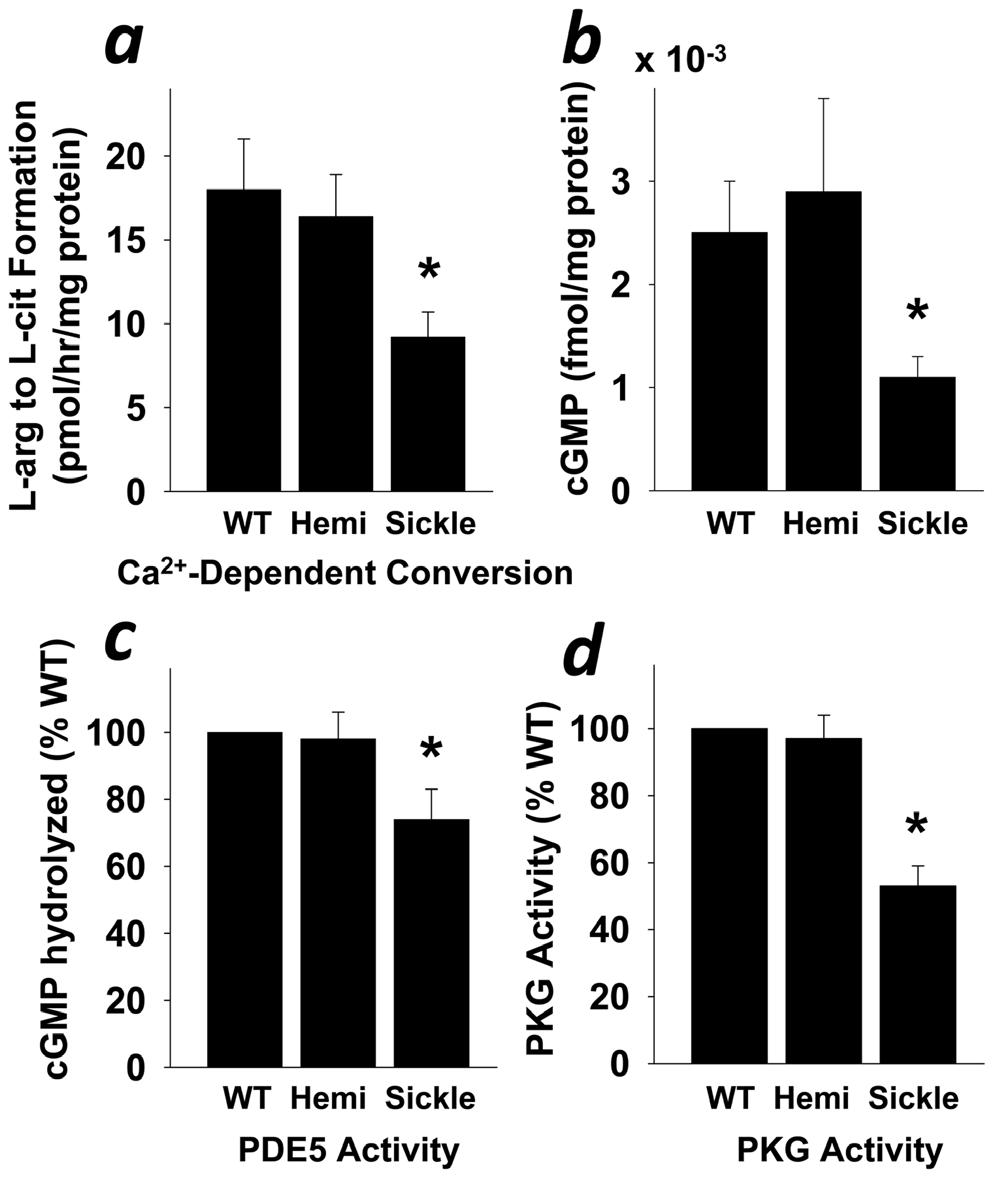 mice and their wild-type (WT) counterparts (Fig. 1a), while there was no difference between groups for penile non-constitutive (calcium-independent) NOS activity (Fig. 2a).