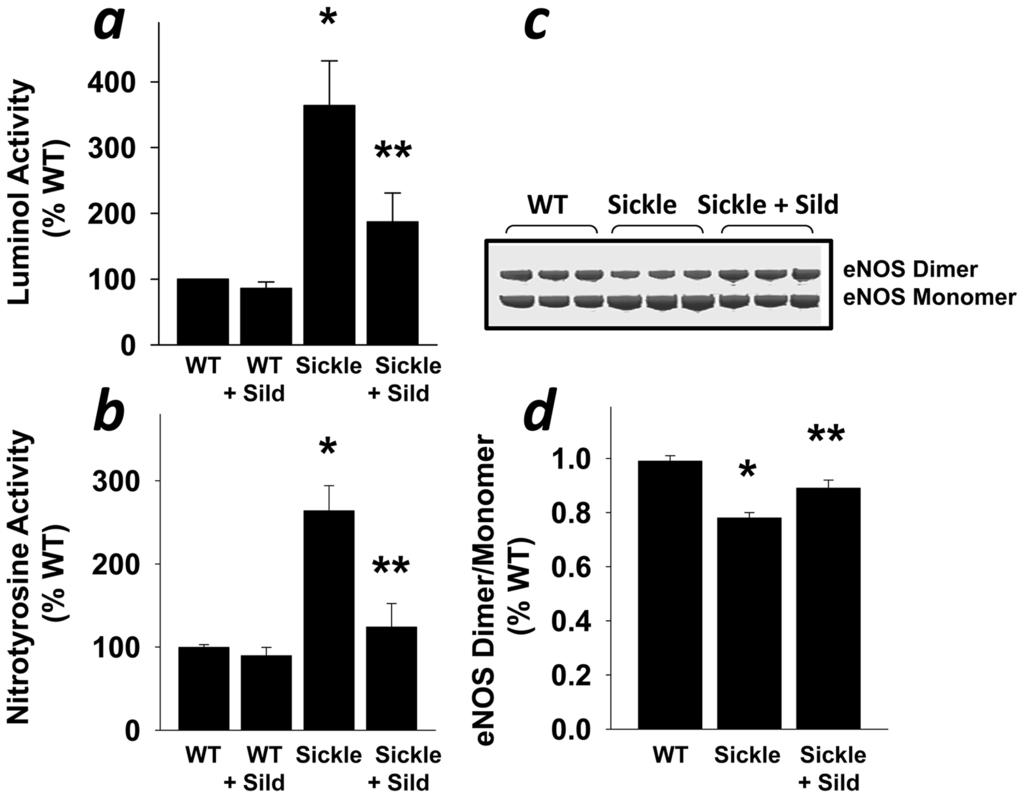 Figure 5. Reduced ROS production and enos uncoupling in the penis of Sickle mice by sildenafil treatment.