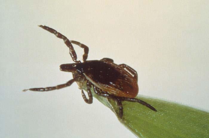 Questing What blacklegged ticks do: Search for a host from the tips of low-growing vegetation Sense body chemicals and other cues from