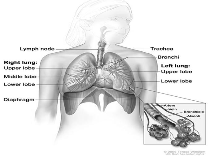 Regional Lymph Nodes Aortic Carinal Mediastinal Peri/paratracheal Scalene Supraclavicular Respiratory Anatomy 2006 Terese Winslow, U.S. Govt.