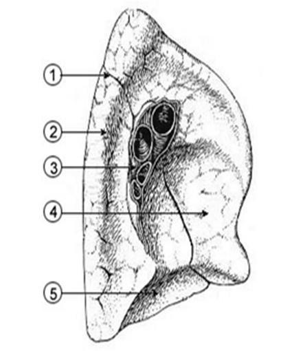 1) 2 Lower Lobe Lung 3 Hilum 4 Cardiac Notch 6 Lingula
