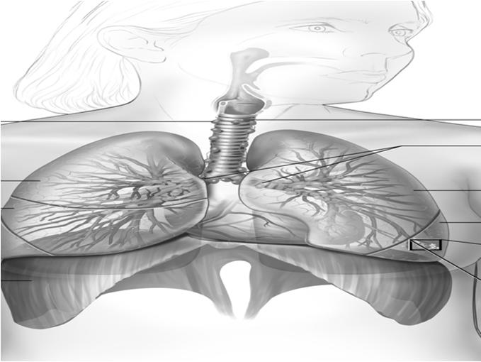 0 Carina Hilum Hilum Main Stem Bronchus Respiratory