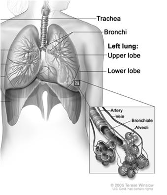 the outside of the lung.
