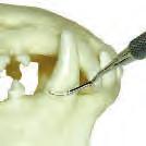 The shepherd s crook explorer is used to test tooth stability and the condition of the gum margins. Tartar and gum disease cause detachment of the gingiva exposing the tooth root.