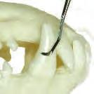 One end is a fine hook to remove tartar from between teeth, the other is a shallow scoop to break tartar from flatter surfaces. A simple general purpose instrument for tartar removal.